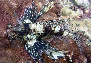 Lionfish resting. Taken off of Thailand. by Blair Hughes 